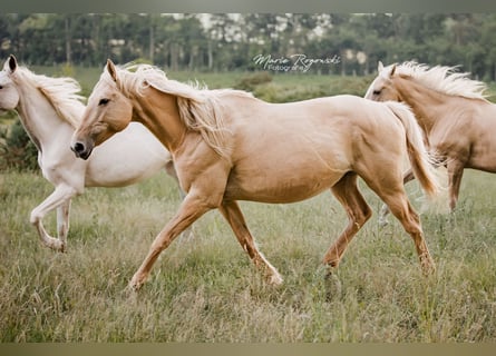 Anglo European Studbook, Mare, 11 years, 15,1 hh, Dunalino