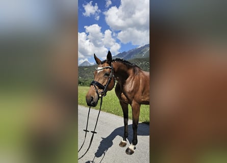 Anglo European Studbook, Mare, 11 years, 16.1 hh, Brown