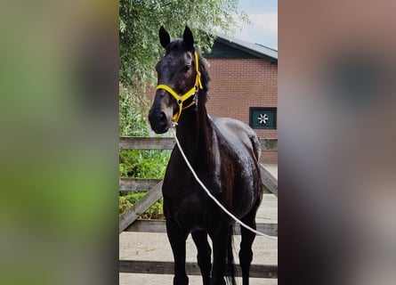 Anglo European Studbook, Mare, 11 years, 16,1 hh