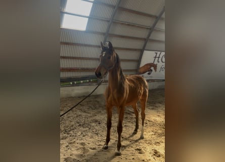 Anglo European Studbook, Mare, 1 year, 14.1 hh, Bay