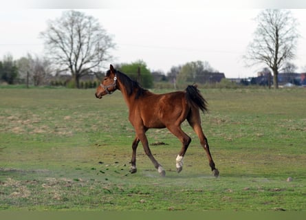 Anglo European Studbook, Mare, 1 year, 14,1 hh, Bay