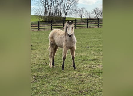 Anglo European Studbook, Mare, 1 year, 16 hh, Buckskin