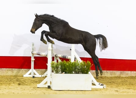 Anglo European Studbook, Mare, 2 years, 14,2 hh, Bay-Dark