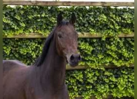 Anglo European Studbook, Mare, 2 years, 15,1 hh, Bay-Dark