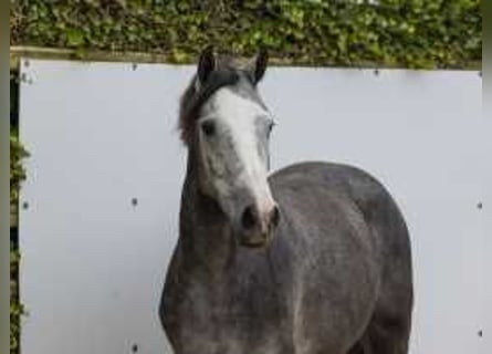 Anglo European Studbook, Mare, 2 years, 15,2 hh, Gray