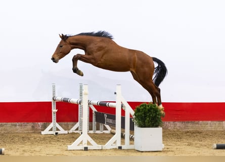 Anglo European Studbook, Mare, 2 years, 15,1 hh, Brown