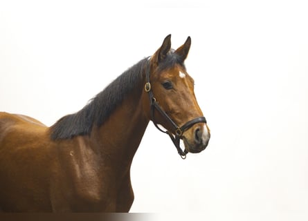 Anglo European Studbook, Mare, 2 years, 15,1 hh
