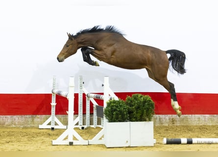 Anglo European Studbook, Mare, 2 years, 15,1 hh