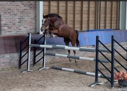 Anglo European Studbook, Mare, 2 years, 15,3 hh, Brown