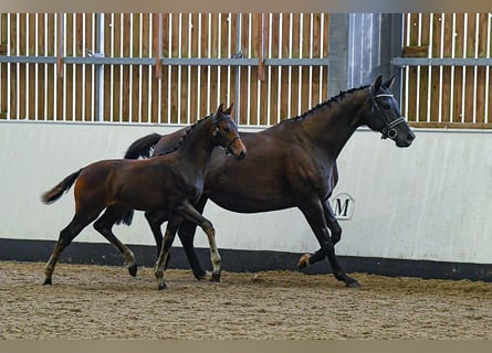 Anglo European Studbook, Mare, 2 years, 16 hh, Brown