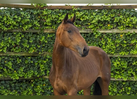 Anglo European Studbook, Mare, 2 years, 16,1 hh, Brown