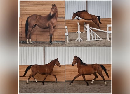 Anglo European Studbook, Mare, 2 years