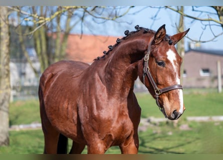 Anglo European Studbook, Mare, 3 years, 15,2 hh, Brown