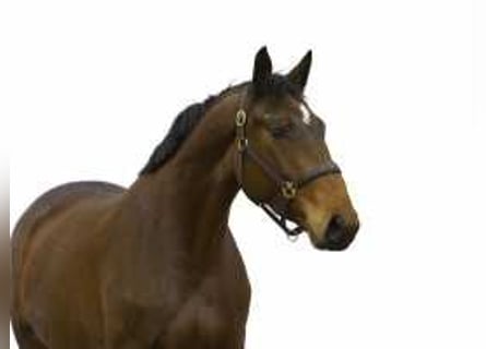 Anglo European Studbook, Mare, 3 years, 15,2 hh, Brown