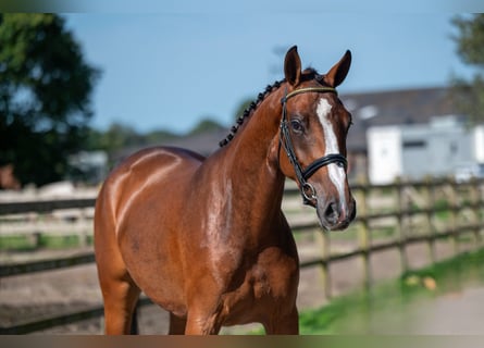 Anglo European Studbook, Mare, 3 years, 15,2 hh, Brown