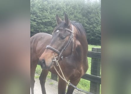 Anglo European Studbook, Mare, 3 years, 15.3 hh, Brown