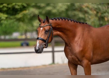 Anglo European Studbook, Mare, 3 years, 15.3 hh