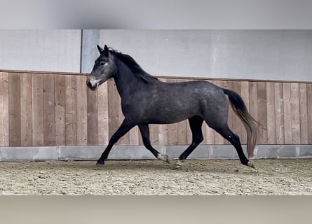 Anglo European Studbook, Mare, 3 years, 15 hh, Grey