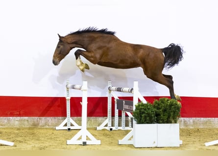 Anglo European Studbook, Mare, 3 years, 16.1 hh