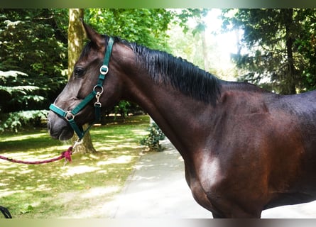 Anglo European Studbook, Mare, 3 years, 16 hh, Bay-Dark