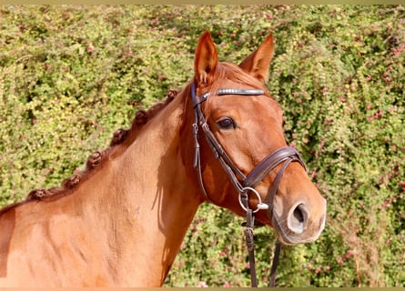 Anglo European Studbook, Mare, 3 years, 16 hh, Chestnut-Red