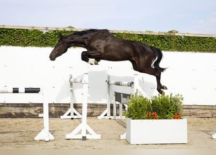 Anglo European Studbook, Mare, 3 years, 16 hh, Smoky-Black