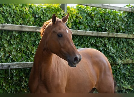 Anglo European Studbook, Mare, 3 years, 16,1 hh, Chestnut-Red