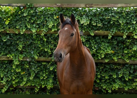 Anglo European Studbook, Mare, 3 years, 16,2 hh, Brown