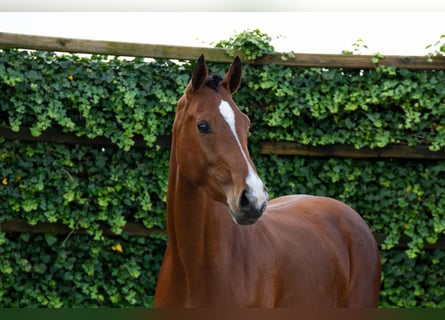 Anglo European Studbook, Mare, 3 years, 16,2 hh, Brown