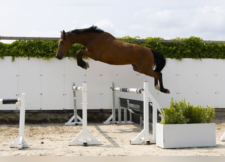Anglo European Studbook, Mare, 3 years, 16,3 hh, Brown