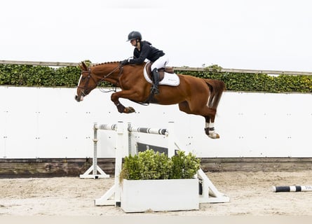 Anglo European Studbook, Mare, 3 years