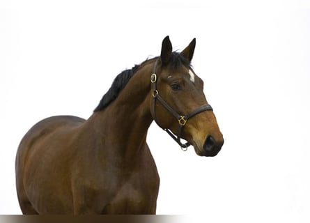 Anglo European Studbook, Mare, 4 years, 15,2 hh, Brown