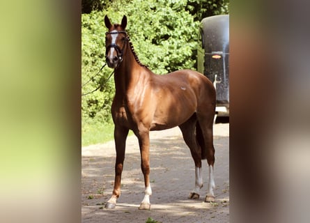 Anglo European Studbook, Mare, 4 years, 15,3 hh, Chestnut-Red