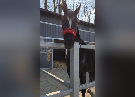 Anglo European Studbook, Mare, 4 years, 15,2 hh, Black