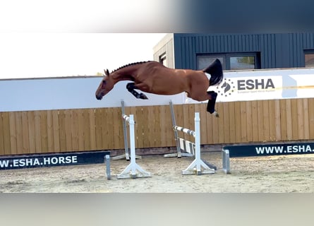 Anglo European Studbook, Mare, 4 years, 15,2 hh, Brown
