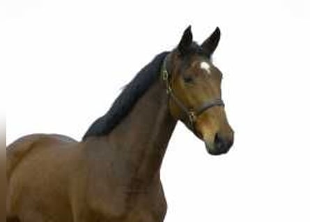 Anglo European Studbook, Mare, 4 years, 16,1 hh, Brown