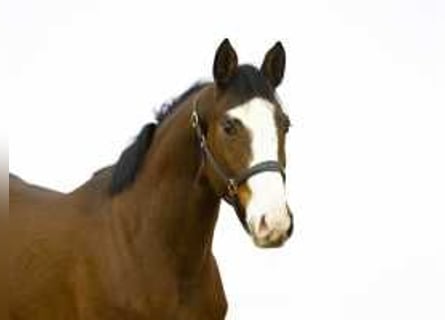 Anglo European Studbook, Mare, 4 years, 16,2 hh, Brown