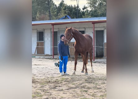 Anglo European Studbook, Mare, 4 years, 16,2 hh, Chestnut