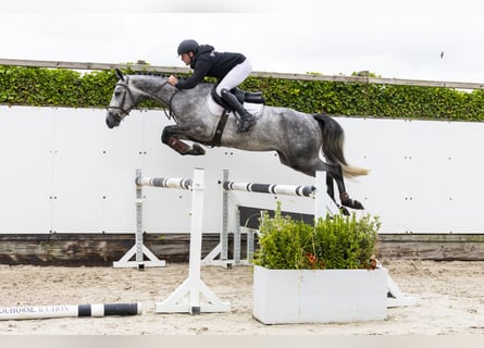 Anglo European Studbook, Mare, 4 years, 16 hh, Black