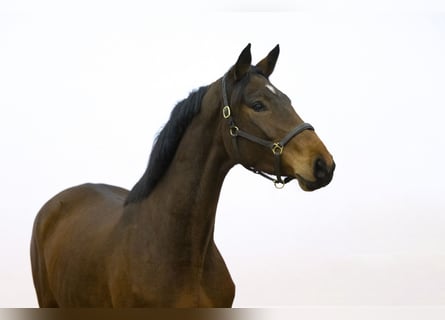 Anglo European Studbook, Mare, 4 years, 16 hh, Brown