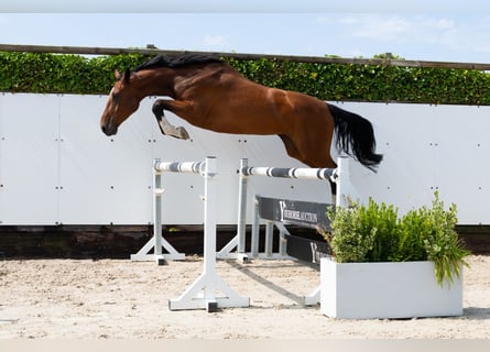 Anglo European Studbook, Mare, 4 years, 16,1 hh, Brown