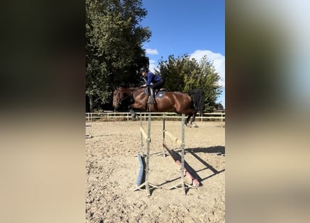 Anglo European Studbook, Mare, 5 years, 16.1 hh, Brown