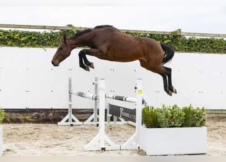 Anglo European Studbook, Mare, 5 years, 16,1 hh, Brown