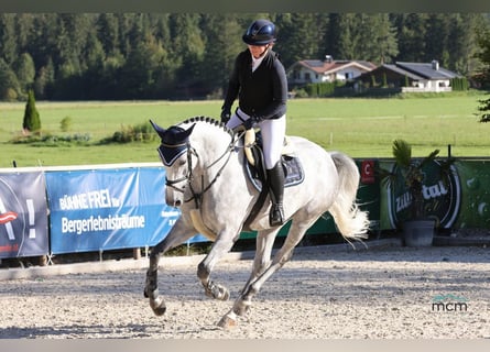 Anglo European Studbook, Mare, 5 years, 16,1 hh, Gray