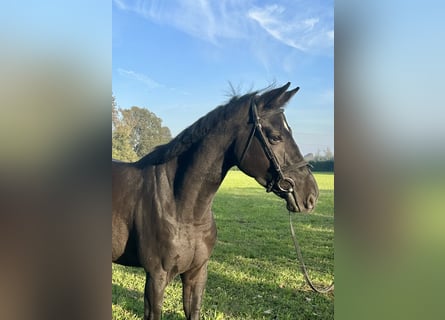 Anglo European Studbook, Mare, 5 years, 16 hh, Black