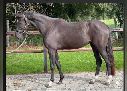 Anglo European Studbook, Mare, 5 years, 16 hh, Black