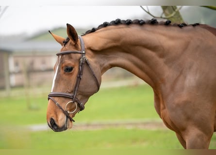 Anglo European Studbook, Mare, 5 years, 16 hh, Chestnut-Red