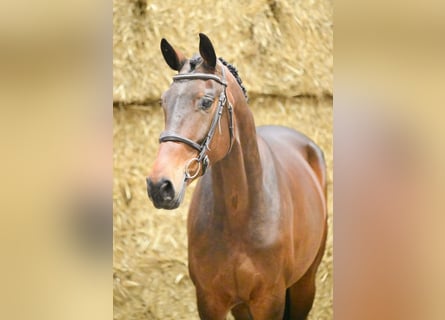 Anglo European Studbook, Mare, 5 years, 16 hh, Smoky-Black