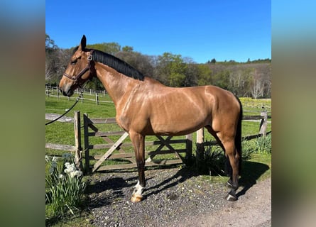 Anglo European Studbook, Mare, 5 years, 16,2 hh, Brown