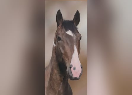 Anglo European Studbook, Mare, 5 years, 16,2 hh, Pinto